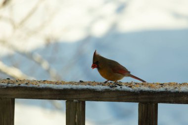 Kahverengi ahşap korkuluktaki bu güzel kardinalin görünüşüne bayılıyorum. Bu dişi bir kuş ve tüylerinin donuk bakır renklerinden anlayabilirsiniz. Her tarafı karla kaplı burada oturuyor..