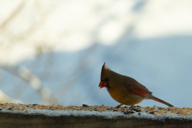 Kahverengi ahşap korkuluktaki bu güzel kardinalin görünüşüne bayılıyorum. Bu dişi bir kuş ve tüylerinin donuk bakır renklerinden anlayabilirsiniz. Her tarafı karla kaplı burada oturuyor..