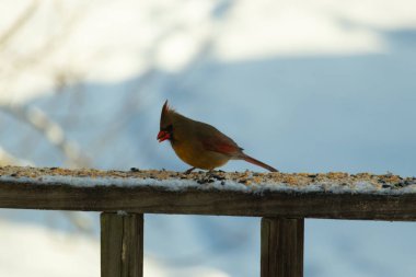Kahverengi ahşap korkuluktaki bu güzel kardinalin görünüşüne bayılıyorum. Bu dişi bir kuş ve tüylerinin donuk bakır renklerinden anlayabilirsiniz. Her tarafı karla kaplı burada oturuyor..