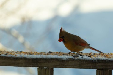 Kahverengi ahşap korkuluktaki bu güzel kardinalin görünüşüne bayılıyorum. Bu dişi bir kuş ve tüylerinin donuk bakır renklerinden anlayabilirsiniz. Her tarafı karla kaplı burada oturuyor..
