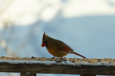 Kahverengi ahşap korkuluktaki bu güzel kardinalin görünüşüne bayılıyorum. Bu dişi bir kuş ve tüylerinin donuk bakır renklerinden anlayabilirsiniz. Her tarafı karla kaplı burada oturuyor..
