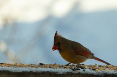 Kahverengi ahşap korkuluktaki bu güzel kardinalin görünüşüne bayılıyorum. Bu dişi bir kuş ve tüylerinin donuk bakır renklerinden anlayabilirsiniz. Her tarafı karla kaplı burada oturuyor..
