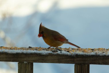 Kahverengi ahşap korkuluktaki bu güzel kardinalin görünüşüne bayılıyorum. Bu dişi bir kuş ve tüylerinin donuk bakır renklerinden anlayabilirsiniz. Her tarafı karla kaplı burada oturuyor..