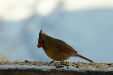 Kahverengi ahşap korkuluktaki bu güzel kardinalin görünüşüne bayılıyorum. Bu dişi bir kuş ve tüylerinin donuk bakır renklerinden anlayabilirsiniz. Her tarafı karla kaplı burada oturuyor..