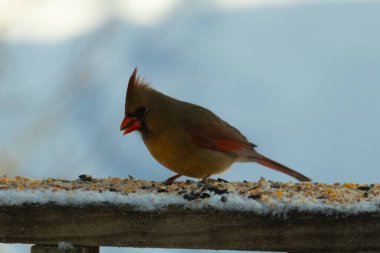 Kahverengi ahşap korkuluktaki bu güzel kardinalin görünüşüne bayılıyorum. Bu dişi bir kuş ve tüylerinin donuk bakır renklerinden anlayabilirsiniz. Her tarafı karla kaplı burada oturuyor..
