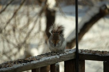 Bu sevimli küçük gri sincap güverteme kuş yemi için gelmeye bayılıyor. Bu sevimli küçük yaratığın çok güzel gri ve kahverengi kürkü var. Onun tüylü kuyruğunu seviyorum. Kış için şişmanlıyor..