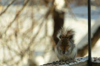 Bu sevimli küçük gri sincap güverteme kuş yemi için gelmeye bayılıyor. Bu sevimli küçük yaratığın çok güzel gri ve kahverengi kürkü var. Onun tüylü kuyruğunu seviyorum. Kış için şişmanlıyor..