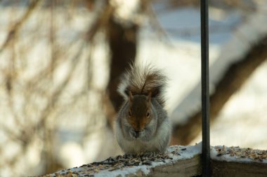 Bu sevimli küçük gri sincap güverteme kuş yemi için gelmeye bayılıyor. Bu sevimli küçük yaratığın çok güzel gri ve kahverengi kürkü var. Onun tüylü kuyruğunu seviyorum. Kış için şişmanlıyor..