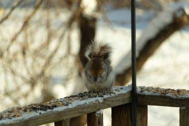 Bu sevimli küçük gri sincap güverteme kuş yemi için gelmeye bayılıyor. Bu sevimli küçük yaratığın çok güzel gri ve kahverengi kürkü var. Onun tüylü kuyruğunu seviyorum. Kış için şişmanlıyor..