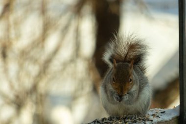 Bu sevimli küçük gri sincap güverteme kuş yemi için gelmeye bayılıyor. Bu sevimli küçük yaratığın çok güzel gri ve kahverengi kürkü var. Onun tüylü kuyruğunu seviyorum. Kış için şişmanlıyor..