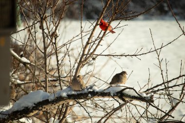 Bu ağaçta tünemiş kuşların çok güzel bir görüntüsü. Aşağıdaki dalda yas tutan güvercinlerle güzel kırmızı bir erkek kardinal görebilirsiniz. Beyaz kar dallara ve toprağa yapışıyor..