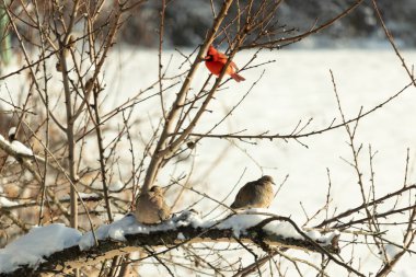 Bu ağaçta tünemiş kuşların çok güzel bir görüntüsü. Aşağıdaki dalda yas tutan güvercinlerle güzel kırmızı bir erkek kardinal görebilirsiniz. Beyaz kar dallara ve toprağa yapışıyor..