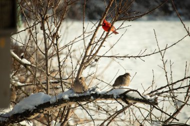 Bu ağaçta tünemiş kuşların çok güzel bir görüntüsü. Aşağıdaki dalda yas tutan güvercinlerle güzel kırmızı bir erkek kardinal görebilirsiniz. Beyaz kar dallara ve toprağa yapışıyor..