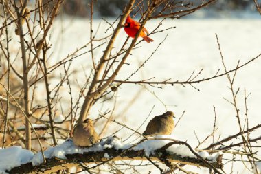 Bu ağaçta tünemiş kuşların çok güzel bir görüntüsü. Aşağıdaki dalda yas tutan güvercinlerle güzel kırmızı bir erkek kardinal görebilirsiniz. Beyaz kar dallara ve toprağa yapışıyor..