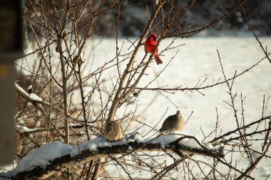Bu ağaçta tünemiş kuşların çok güzel bir görüntüsü. Aşağıdaki dalda yas tutan güvercinlerle güzel kırmızı bir erkek kardinal görebilirsiniz. Beyaz kar dallara ve toprağa yapışıyor..
