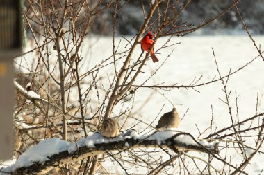 Bu ağaçta tünemiş kuşların çok güzel bir görüntüsü. Aşağıdaki dalda yas tutan güvercinlerle güzel kırmızı bir erkek kardinal görebilirsiniz. Beyaz kar dallara ve toprağa yapışıyor..