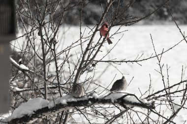 Bu ağaçta tünemiş kuşların çok güzel bir görüntüsü. Aşağıdaki dalda yas tutan güvercinlerle güzel kırmızı bir erkek kardinal görebilirsiniz. Beyaz kar dallara ve toprağa yapışıyor..