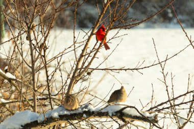 Bu ağaçta tünemiş kuşların çok güzel bir görüntüsü. Aşağıdaki dalda yas tutan güvercinlerle güzel kırmızı bir erkek kardinal görebilirsiniz. Beyaz kar dallara ve toprağa yapışıyor..