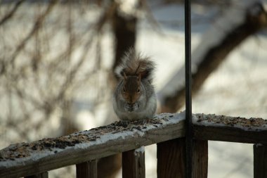 Bu sevimli küçük gri sincap güverteme kuş yemi için gelmeye bayılıyor. Bu sevimli küçük yaratığın çok güzel gri ve kahverengi kürkü var. Onun tüylü kuyruğunu seviyorum. Kış için şişmanlıyor..