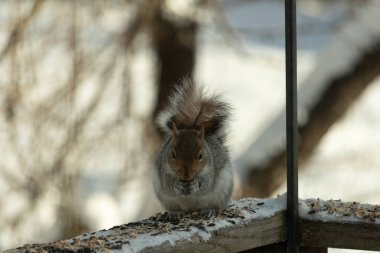 Bu sevimli küçük gri sincap güverteme kuş yemi için gelmeye bayılıyor. Bu sevimli küçük yaratığın çok güzel gri ve kahverengi kürkü var. Onun tüylü kuyruğunu seviyorum. Kış için şişmanlıyor..