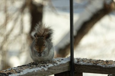 Bu sevimli küçük gri sincap güverteme kuş yemi için gelmeye bayılıyor. Bu sevimli küçük yaratığın çok güzel gri ve kahverengi kürkü var. Onun tüylü kuyruğunu seviyorum. Kış için şişmanlıyor..