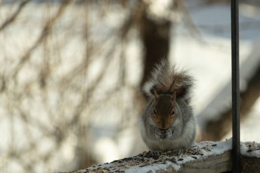 Bu sevimli küçük gri sincap güverteme kuş yemi için gelmeye bayılıyor. Bu sevimli küçük yaratığın çok güzel gri ve kahverengi kürkü var. Onun tüylü kuyruğunu seviyorum. Kış için şişmanlıyor..