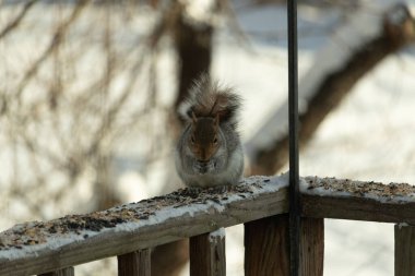 Bu sevimli küçük gri sincap güverteme kuş yemi için gelmeye bayılıyor. Bu sevimli küçük yaratığın çok güzel gri ve kahverengi kürkü var. Onun tüylü kuyruğunu seviyorum. Kış için şişmanlıyor..
