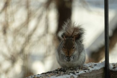 Bu sevimli küçük gri sincap güverteme kuş yemi için gelmeye bayılıyor. Bu sevimli küçük yaratığın çok güzel gri ve kahverengi kürkü var. Onun tüylü kuyruğunu seviyorum. Kış için şişmanlıyor..