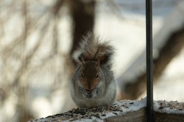 Bu sevimli küçük gri sincap güverteme kuş yemi için gelmeye bayılıyor. Bu sevimli küçük yaratığın çok güzel gri ve kahverengi kürkü var. Onun tüylü kuyruğunu seviyorum. Kış için şişmanlıyor..