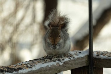 Bu sevimli küçük gri sincap güverteme kuş yemi için gelmeye bayılıyor. Bu sevimli küçük yaratığın çok güzel gri ve kahverengi kürkü var. Onun tüylü kuyruğunu seviyorum. Kış için şişmanlıyor..