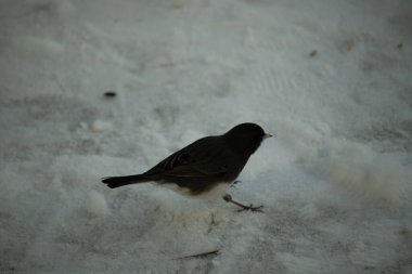 Bu sevimli küçük kar kuşu güvertede kuş yemi almaya geldi. Kara gözlü junco olarak da bilinir, o karların arasında görülmektedir. Bu beyaz göbekli siyah renkli kuş genellikle kışın gelir..