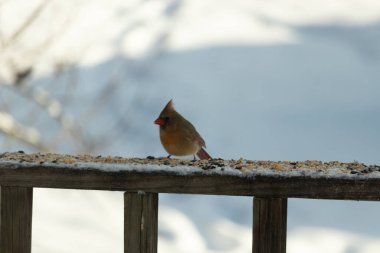 Kahverengi ahşap korkuluktaki bu güzel kardinalin görünüşüne bayılıyorum. Bu dişi bir kuş ve tüylerinin donuk bakır renklerinden anlayabilirsiniz. Her tarafı karla kaplı burada oturuyor..