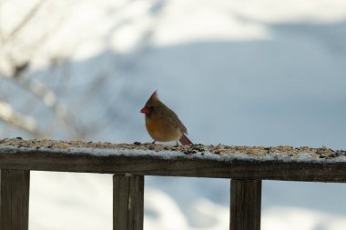 Kahverengi ahşap korkuluktaki bu güzel kardinalin görünüşüne bayılıyorum. Bu dişi bir kuş ve tüylerinin donuk bakır renklerinden anlayabilirsiniz. Her tarafı karla kaplı burada oturuyor..