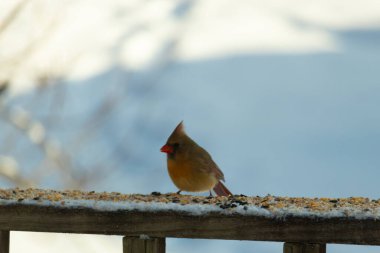 Kahverengi ahşap korkuluktaki bu güzel kardinalin görünüşüne bayılıyorum. Bu dişi bir kuş ve tüylerinin donuk bakır renklerinden anlayabilirsiniz. Her tarafı karla kaplı burada oturuyor..