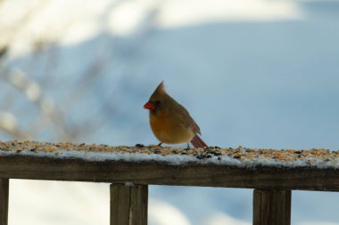 Kahverengi ahşap korkuluktaki bu güzel kardinalin görünüşüne bayılıyorum. Bu dişi bir kuş ve tüylerinin donuk bakır renklerinden anlayabilirsiniz. Her tarafı karla kaplı burada oturuyor..