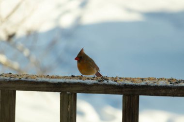 Kahverengi ahşap korkuluktaki bu güzel kardinalin görünüşüne bayılıyorum. Bu dişi bir kuş ve tüylerinin donuk bakır renklerinden anlayabilirsiniz. Her tarafı karla kaplı burada oturuyor..