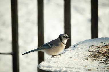 Mavi alakarga kuşunun fıstık almaya geldiği çok güzel bir sahne. Corvid 'in parlak mavi renkleri etraftaki güzel beyaz karların arasında duruyor..