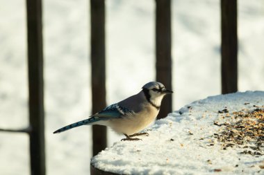 Mavi alakarga kuşunun fıstık almaya geldiği çok güzel bir sahne. Corvid 'in parlak mavi renkleri etraftaki güzel beyaz karların arasında duruyor..