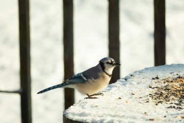 Mavi alakarga kuşunun fıstık almaya geldiği çok güzel bir sahne. Corvid 'in parlak mavi renkleri etraftaki güzel beyaz karların arasında duruyor..