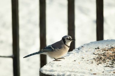 Mavi alakarga kuşunun fıstık almaya geldiği çok güzel bir sahne. Corvid 'in parlak mavi renkleri etraftaki güzel beyaz karların arasında duruyor..
