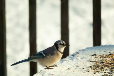 Mavi alakarga kuşunun fıstık almaya geldiği çok güzel bir sahne. Corvid 'in parlak mavi renkleri etraftaki güzel beyaz karların arasında duruyor..