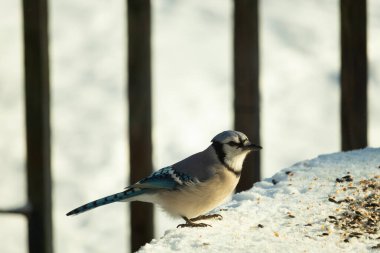 Mavi alakarga kuşunun fıstık almaya geldiği çok güzel bir sahne. Corvid 'in parlak mavi renkleri etraftaki güzel beyaz karların arasında duruyor..