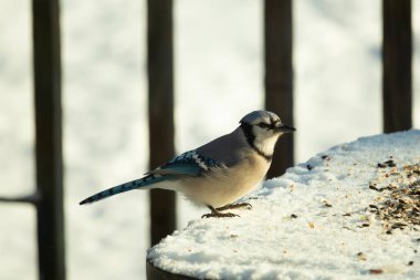 Mavi alakarga kuşunun fıstık almaya geldiği çok güzel bir sahne. Corvid 'in parlak mavi renkleri etraftaki güzel beyaz karların arasında duruyor..