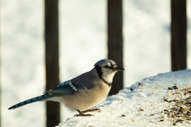 Mavi alakarga kuşunun fıstık almaya geldiği çok güzel bir sahne. Corvid 'in parlak mavi renkleri etraftaki güzel beyaz karların arasında duruyor..