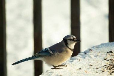 Mavi alakarga kuşunun fıstık almaya geldiği çok güzel bir sahne. Corvid 'in parlak mavi renkleri etraftaki güzel beyaz karların arasında duruyor..