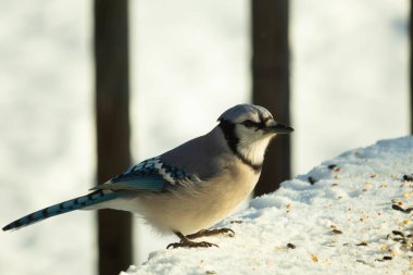 Mavi alakarga kuşunun fıstık almaya geldiği çok güzel bir sahne. Corvid 'in parlak mavi renkleri etraftaki güzel beyaz karların arasında duruyor..