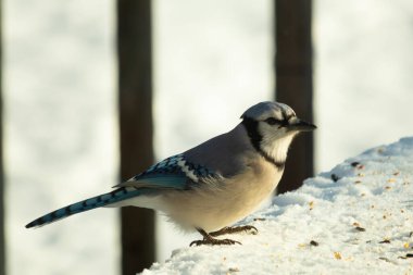 Mavi alakarga kuşunun fıstık almaya geldiği çok güzel bir sahne. Corvid 'in parlak mavi renkleri etraftaki güzel beyaz karların arasında duruyor..
