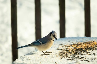 Mavi alakarga kuşunun fıstık almaya geldiği çok güzel bir sahne. Corvid 'in parlak mavi renkleri etraftaki güzel beyaz karların arasında duruyor..