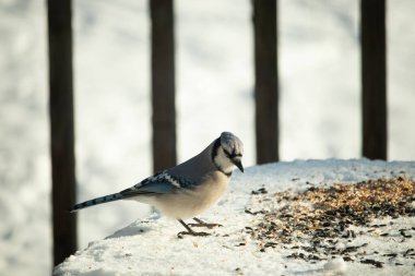 Mavi alakarga kuşunun fıstık almaya geldiği çok güzel bir sahne. Corvid 'in parlak mavi renkleri etraftaki güzel beyaz karların arasında duruyor..