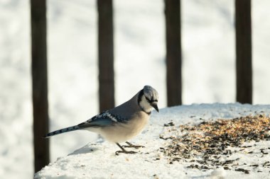 Mavi alakarga kuşunun fıstık almaya geldiği çok güzel bir sahne. Corvid 'in parlak mavi renkleri etraftaki güzel beyaz karların arasında duruyor..